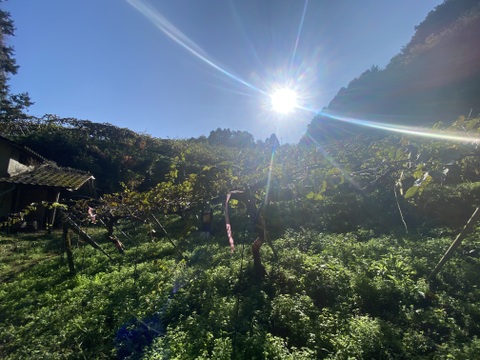 福岡八女産キウイ（アップルキウイ）約6kg｜食べごろサイズ中心｜農薬・化学肥料不使用｜ご家庭用