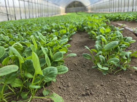 元気たっぷりスナップエンドウとベビーリーフ各500g