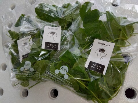 【「ツボクサ（CICAリーフ）」+「きぬありーぶす」ミックスセット】
アーユルヴェーダハーブ！「ツボクサ（CICAリーフ）」20ｇ×3袋
スーパーリーフミックス！『きぬありーぶす』 50ｇ×6袋