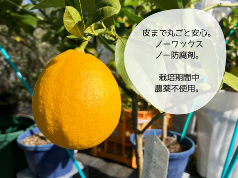 【山形県白鷹町産】丸かじり！マイヤーレモン  1kg