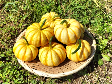 プッチーニ（約2kg 6〜10玉 ）🖤ねっとり甘い可愛いカボチャ【冬ギフト】