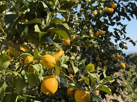 〔秀・優〕完熟イエロー果汁たっぷり！『ATAMI de LEMON®』5Kg- 爽やか芳醇- 品種お任せ