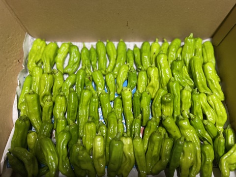 ししとう　群馬県東吾妻町産　1kg