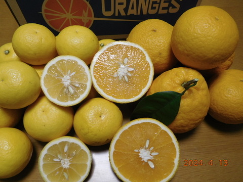 【柑橘食べ比べ】伊豆産！上品な甘さ『星タンゴール』と初恋の味『ニューサマーオレンジ』のうれしいセット   正味4.0㎏