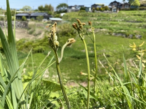 【有馬温泉の麓】兵庫県産 天然 生わらび たっぷり300g 4月下旬頃〜順次発送🚛