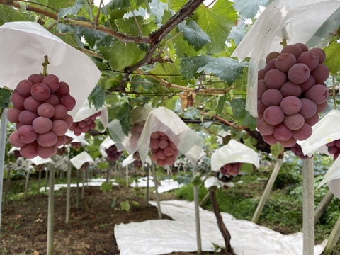 【リピーター続出】赤色ぶどう“クイーンニーナ”（1㎏・約2房）