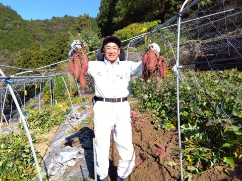 【秋の味覚　第１弾】
今年の初掘り「さつま芋」紅はるか　２Ｋｇ　１２００円