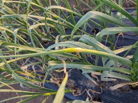 ✨希少！国産ニンニクの芽　約1kg✨採れたて直送｜やわらかく甘い春のごちそう🥬農薬・化成肥料不使用✨