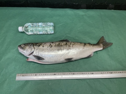 【琵琶湖の至宝】琵琶鱒/ビワマス/淡水鱒の最上美味/大サイズ/1.5~2.0kg/1匹【生】【冷蔵】【水揚げ発送】