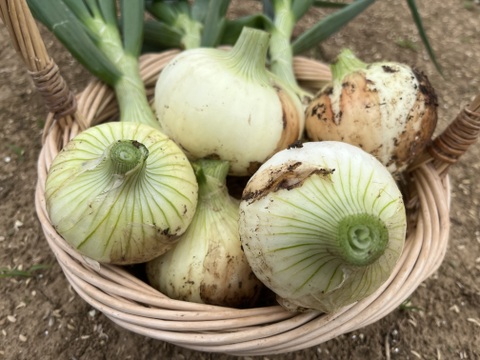 農薬不使用　新玉ねぎ（3kg）【農薬・化学肥料・除草剤不使用】