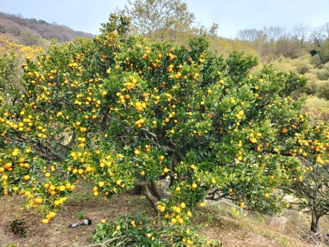 (広島県産)一口でパクッ！愛らしく甘い小みかん約3㎏