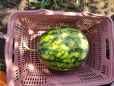 【単品🏣ゆうパック】スイカ🍉俵型☆大玉☆Ｌサイズ☆訳アリ☆農薬、除草剤、化学肥料不使用🏣ゆうパック100サイズ☆一点もの