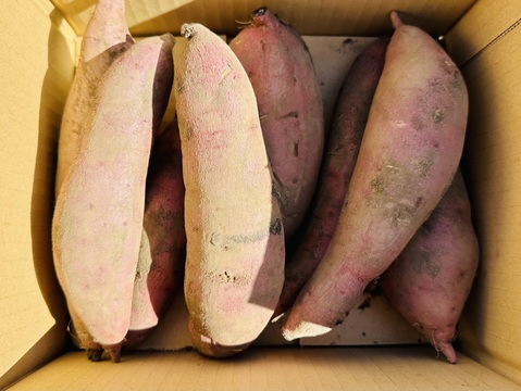 とっても甘い蜜芋‼️4ヶ月熟成　べにはるか（サイズ混合2kg）