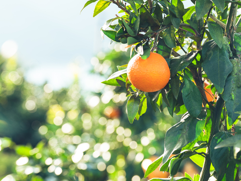 プルップルのゼリー食感【EHIME UWAJIMA〈コル’マドンナ〉】 -Aセレクション（家庭用）-約2.4kg【冬ギフト】