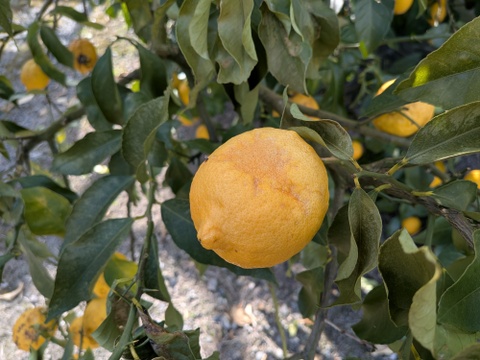 【1口500円】令和8年 大雪や雹によるレモン・柑橘被害支援プログラム