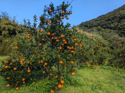 あまくてジューシー！　南国奄美の完熟たんかん　5ｋｇ（家庭用）