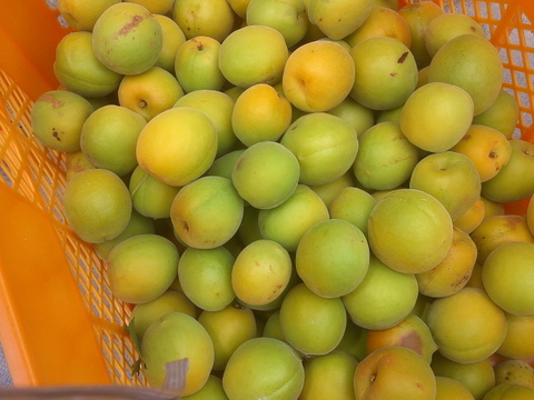 生梅　早い者勝ち【自然栽培　梅干し用梅　梅酒用　など２キロ】これで最後です！