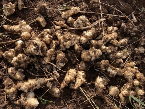 はぴぱらのキクイモ(1.5kg)