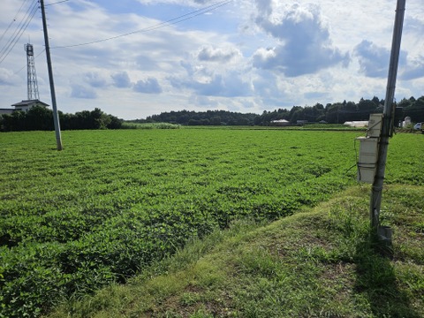 【令和7年産新物始まりました！】【食べきりサイズ】千葉県産落花生『Qなっつ』135g×4P 【冬ギフト】