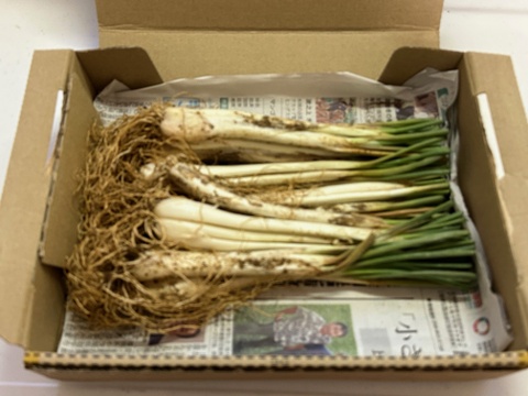 土付き　沖縄島ラッキョウ　1㎏