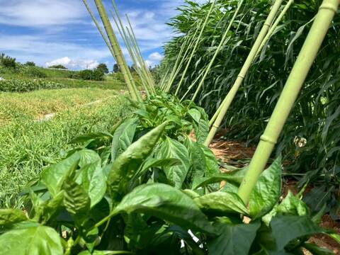 🫑野菜嫌いが吹っ飛ぶ🫑『下剋上ピーマン』400年土壌の栄養を最大限享受したブランドピーマン💡寛永鶴見ブランド1kgお試しキャンペーン💪2026年度予約☘️