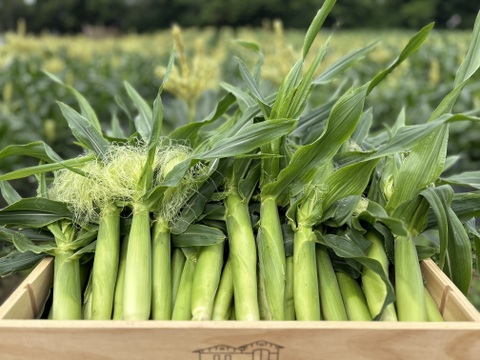 ヤングコーン30本入り