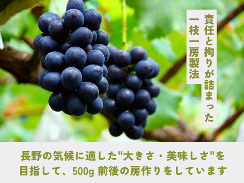 《ギフト》種なし巨峰（２〜３房）長野県須坂市産・クール便