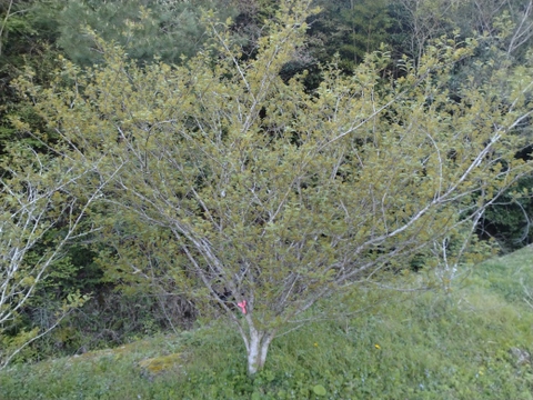 【ご予約受付中】希少な食材！丹波篠山産【花山椒】100㌘