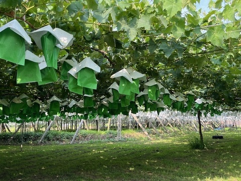 シャインマスカット 約500g×４房　１箱2kg入り　２箱セット