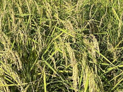 【冬ギフト】【食べ比べセット】「自然栽培米」希少品種　６種の食べ比べセット！　熨斗対応可