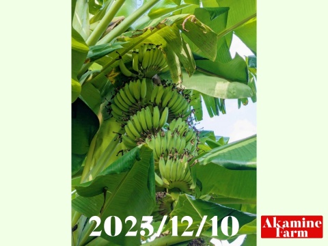 数量限定です！貴重『アップルバナナ』約2kg