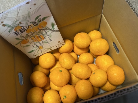 【最高級】真穴（まあな）産地直送　極上みかん　S〜Lサイズ　3キロ　贈答
【冬ギフト】
