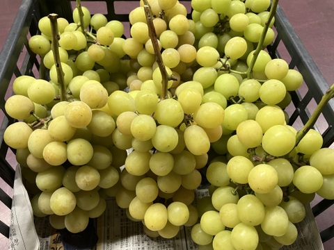 食べチョク登録記念
2025年限定山梨県産ゴールドシャインマスカット入りシャインマスカット約1.1kg~1.2kg　【ご家庭用訳あり】最終になります。美味しい食べ方や保存の仕方を同封します!