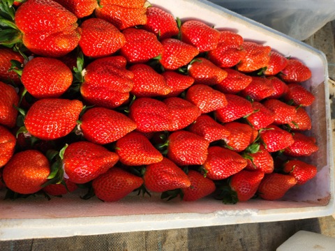 【2年連続品評会入賞🍓】やよいひめ 2kg どこにも無い味の濃さを皆様の元へお届けしたいと思いで作っているイチゴです