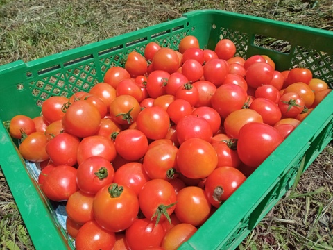【お試し】自然栽培の手渡したくなるお任せ野菜SET（Sサイズ）