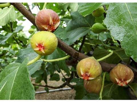 【ご家庭用】【蓬莱柿】広島県竹原市産露地いちじく約1.5kg（15個前後）
