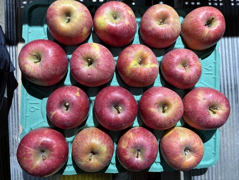 【サンふじをたっぷり食べたい方に！】家庭用　ジューシーな甘みと酸味のバランスがクセになる！関農園の『サンふじ』5kg（12～20玉）サビ／変形／色ムラ／ツル割れ／小傷／微小な鳥虫害／枝ズレなど