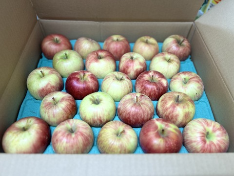 予約　葉取らずつがるご家庭用約５キロ