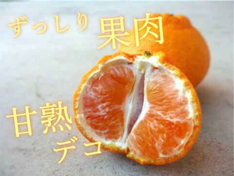 【３箱まとめ買い】極上のプレミアム果実！過去最高糖度は１８度！プリッと果肉で食べ応え十分！樹上完熟させた濃厚な甘み！当園自慢「甘熟デコ」厳選プレミアム　レギュラー箱　約３ｋｇ３箱セット【422-3】