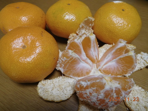 🍊伊豆産　今が旬！とろける甘さ　早生温州みかん 　　　　　　風袋込み約5.0kg