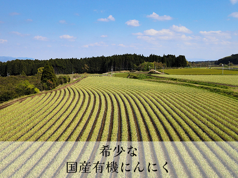【宮崎県産 有機にんにく】 2025年（令和7年度）今年採れた有機にんにく王（１㎏入)