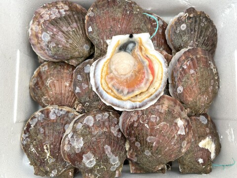 バーベキューに最適！旨くてあまい！２年越冬貝の野辺地ホタテ！35枚