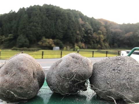 【冬ギフト】丹波篠山産　山の芋（1kg ）【上級品】令和4年産※熨斗対応可