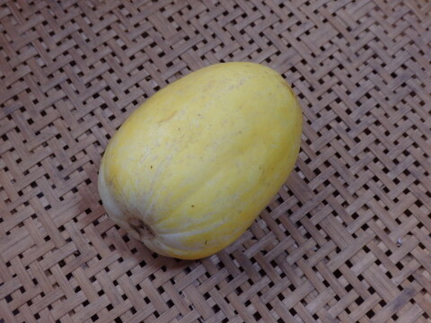 【自然栽培】マクワウリ