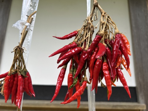 唐辛子🌶️20g、軒先で乾燥