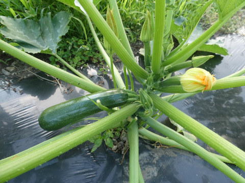 一人暮らしの方に・季節の野菜セット５～７品（Ｓサイズ・1～1.5kg前後）【お試しサイズ】