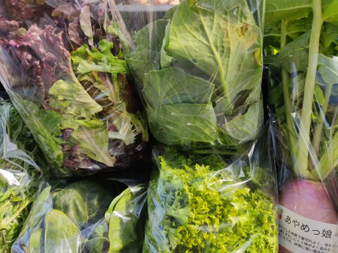 ✨【農家厳選】瑞々しさが自慢。毎日使える旬の野菜詰め合わせ（4～5品）✨