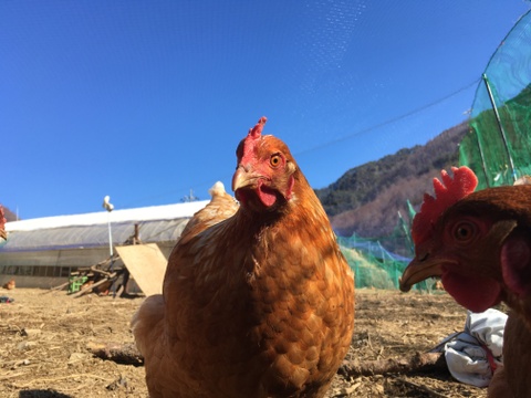 生食に最適 放し飼いの鶏が産んだ卵３０個入り 長野県産 食べチョク 農家 漁師の産直ネット通販 旬の食材を生産者直送