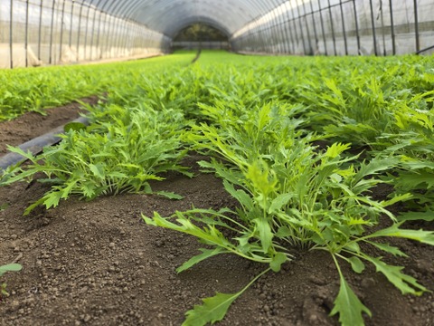 元気たっぷり有機ベビーリーフ500g