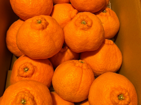 不知火　4.5キロ　家庭用　サイズ混合